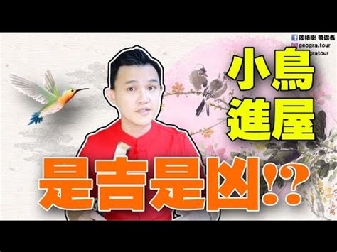 麻雀飛進家裡|【家裡飛進麻雀】家裡飛進麻雀的吉凶預兆：小心謹慎，福禍難測。